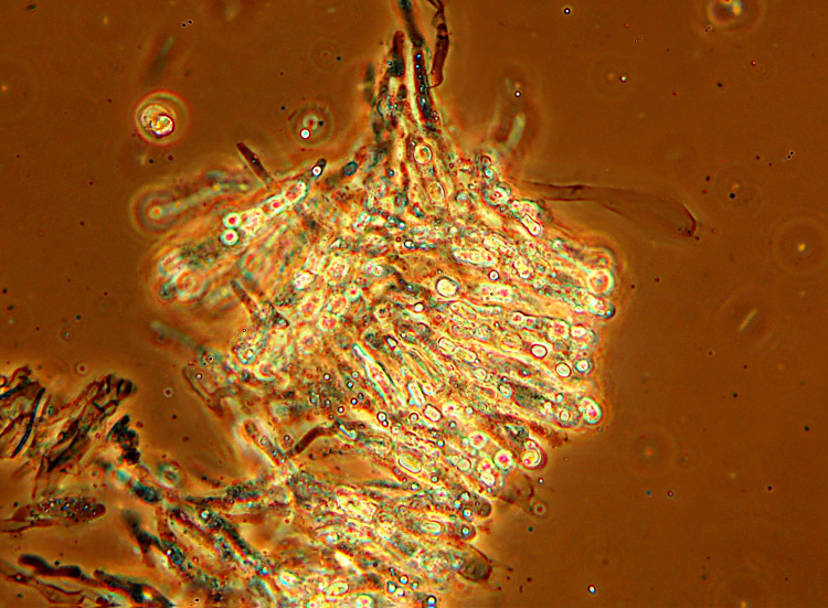 Crostina su Larice da det.-foto 2717(Vesiculomyces citrinus)